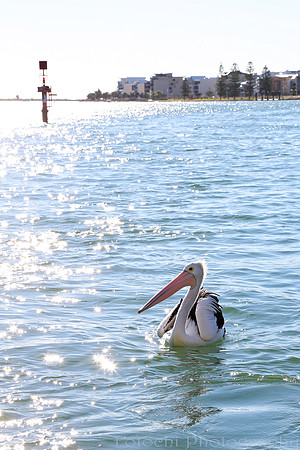 Mandurah, Western Australia